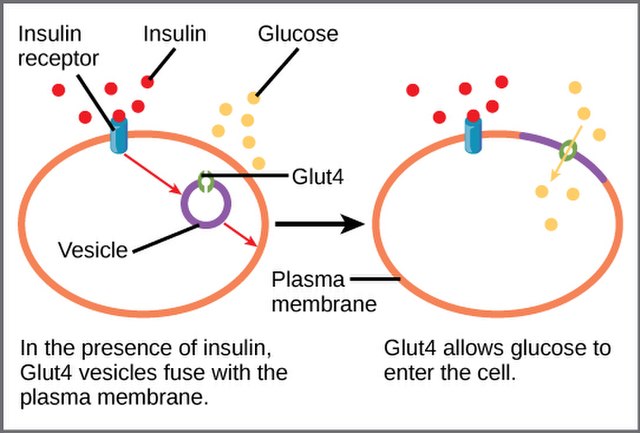 Glucose enter the call via insulin receptor and glucose transporter